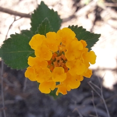 Lantana × hybrida