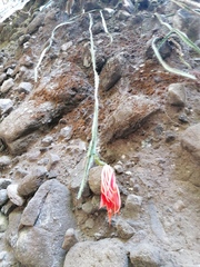 Disocactus speciosus