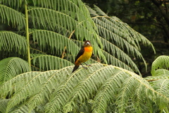 Ramphocelus flammigerus flammigerus