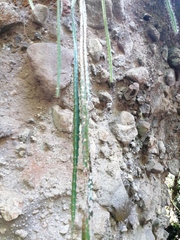 Disocactus speciosus