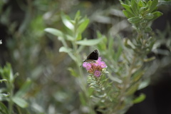 Hesperopsis libya