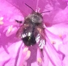 Osmia lignaria