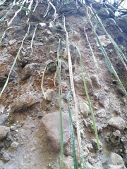 Disocactus speciosus