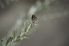 Hesperopsis libya