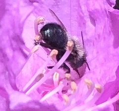 Osmia lignaria