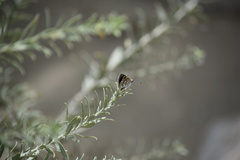 Hesperopsis libya