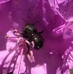 Osmia lignaria