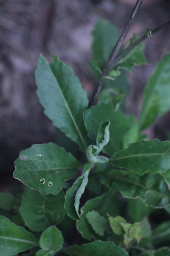 Image of Gynura Divaricata (Gynura divaricata) by no rights reserved