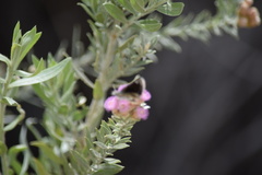 Hesperopsis libya