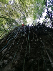 Disocactus speciosus