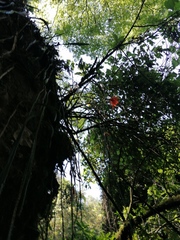 Disocactus speciosus