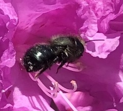 Osmia lignaria