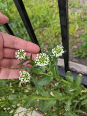 Thlaspi arvense