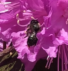 Osmia lignaria