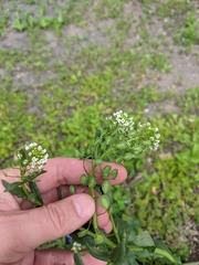 Thlaspi arvense