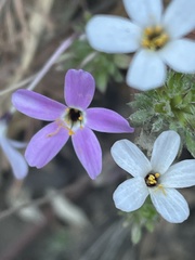 Leptosiphon androsaceus