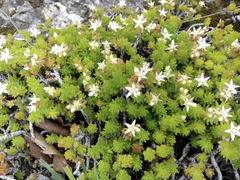 Sedum liebmannianum