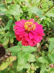 Zinnia