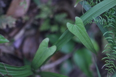 Dioscorea hamiltonii