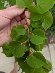 Tilia