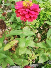 Zinnia