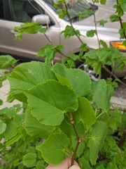 Tilia