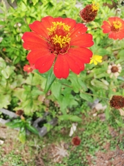 Zinnia