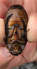 Dytiscus cordieri