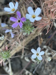Leptosiphon androsaceus