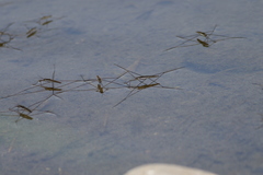 Aquarius elongatus
