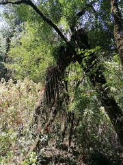 Disocactus speciosus