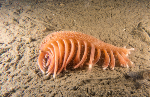 Pennatula phosphorea