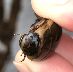 Dytiscus cordieri