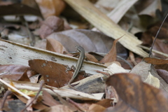 Takydromus formosanus