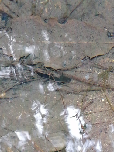 Michoacan Stream Siredon, Ambystoma ordinarium