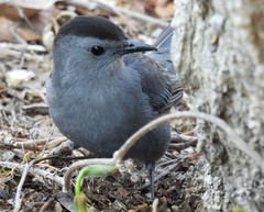 Dumetella carolinensis
