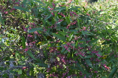 Muehlenbeckia sagittifolia