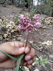 Asclepias circinalis