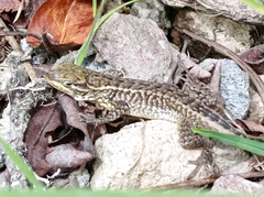 Stenocercus guentheri