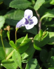 Lindernia grandiflora