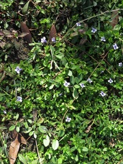 Lindernia grandiflora