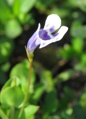 Lindernia grandiflora