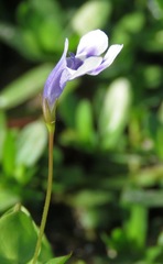 Lindernia grandiflora