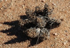 Acanthopsis disperma