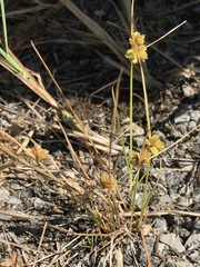 Cyperus acuminatus