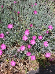 Dianthus gratianopolitanus