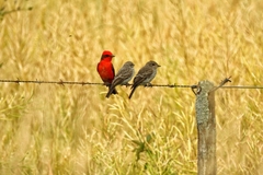 Pyrocephalus rubinus