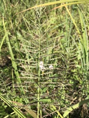 Leptochloa panicoides