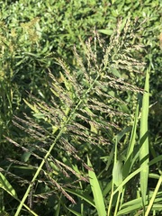 Leptochloa panicoides