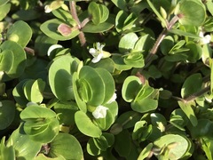 Bacopa rotundifolia
